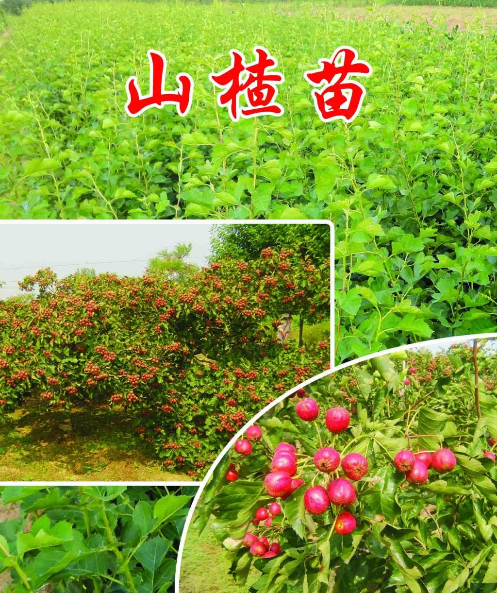 武陟優(yōu)質山楂苗專業(yè)合作社圖片/武陟優(yōu)質山楂苗專業(yè)合作社樣板圖 (2)