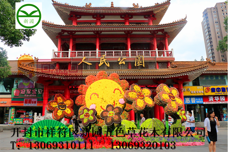 向陽花五色草造型 向陽花立體造型