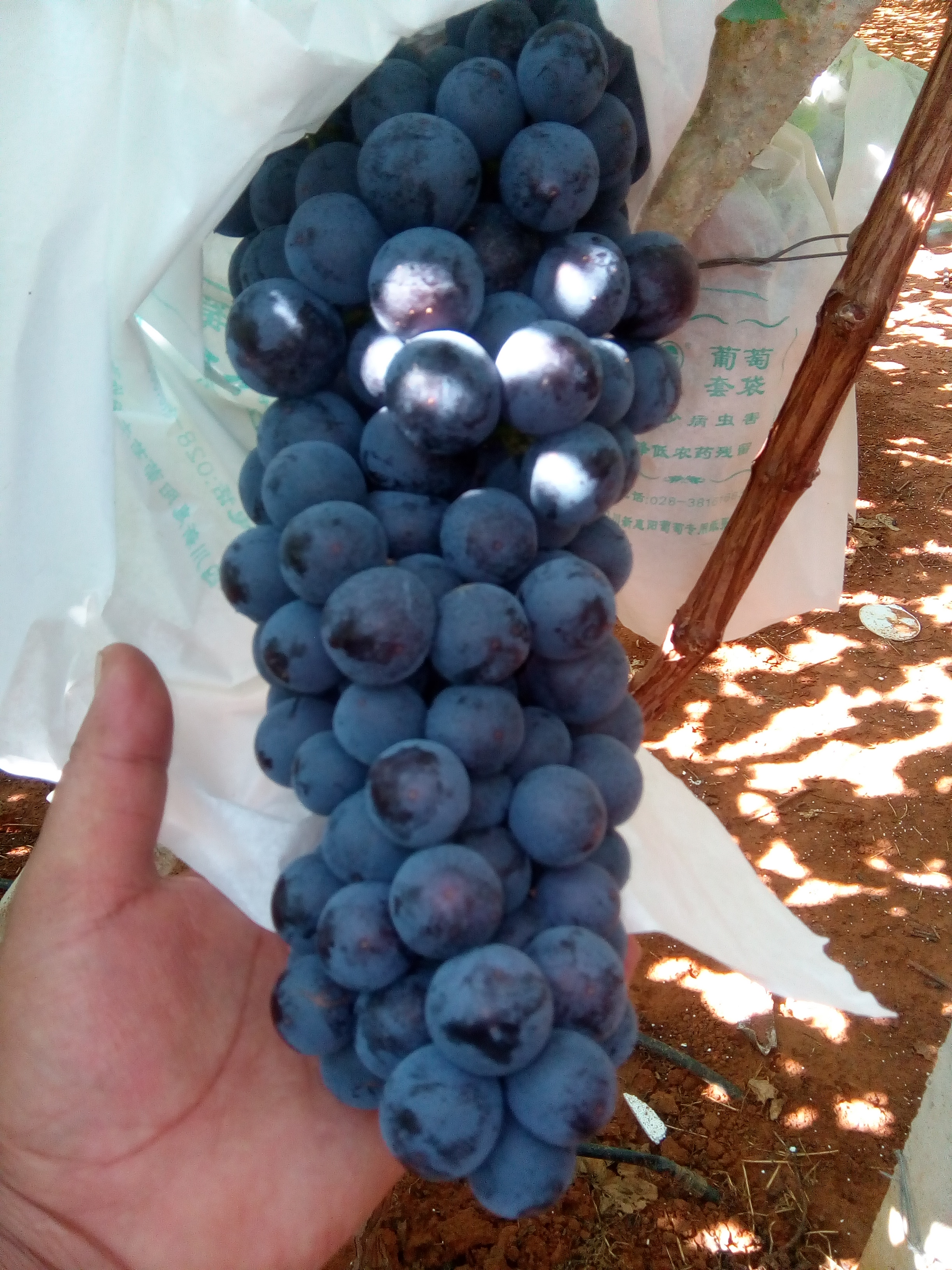 供應(yīng)紅提葡萄的搖籃 四川紅提葡萄的搖籃