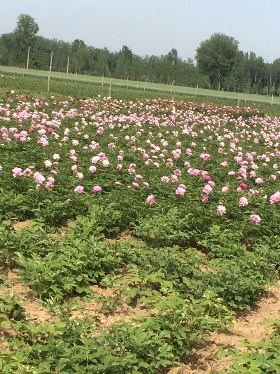 2017芍药花价格厂家2017芍药花价格