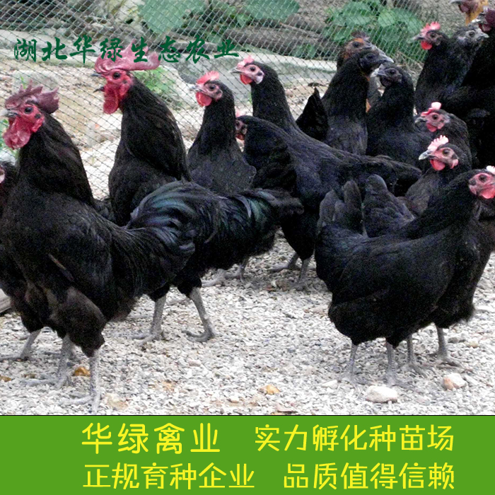湖北華綠生態(tài)農(nóng)業(yè) 綠殼蛋雞圖片
