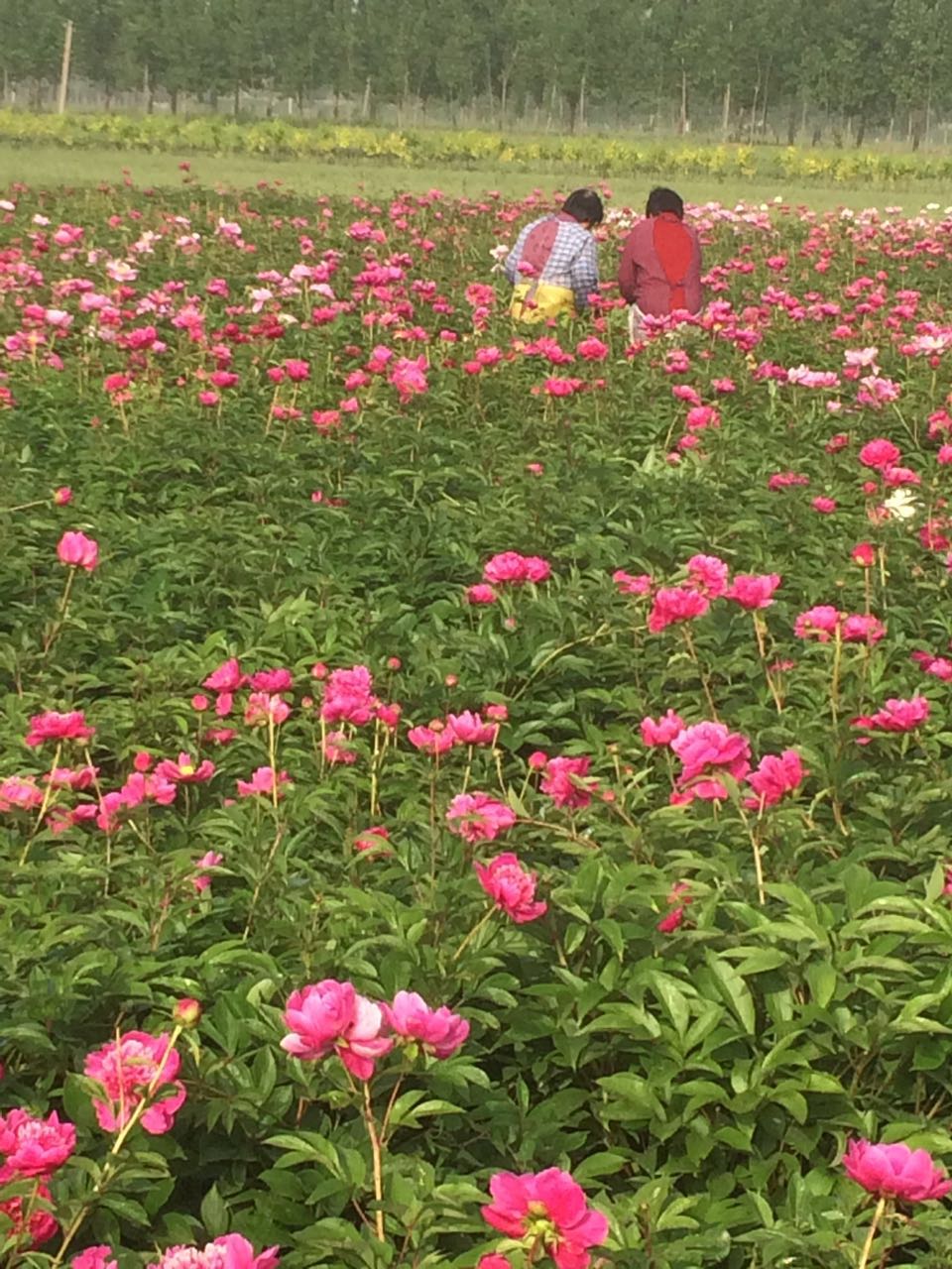 2017芍药花价格