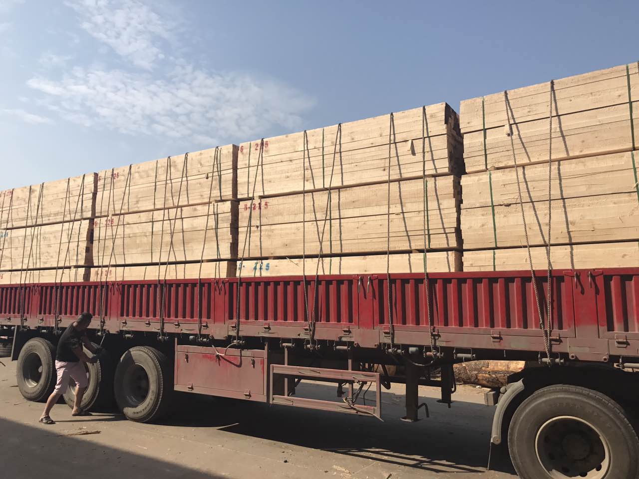 花旗松圖片/花旗松樣板圖 (2)