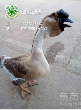 馬崗鵝苗圖片/馬崗鵝苗樣板圖 (2)