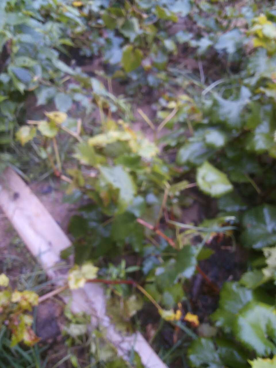 葡萄苗圖片/葡萄苗樣板圖 (4)