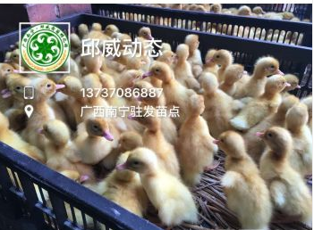 大種番鴨苗圖片/大種番鴨苗樣板圖 (2)