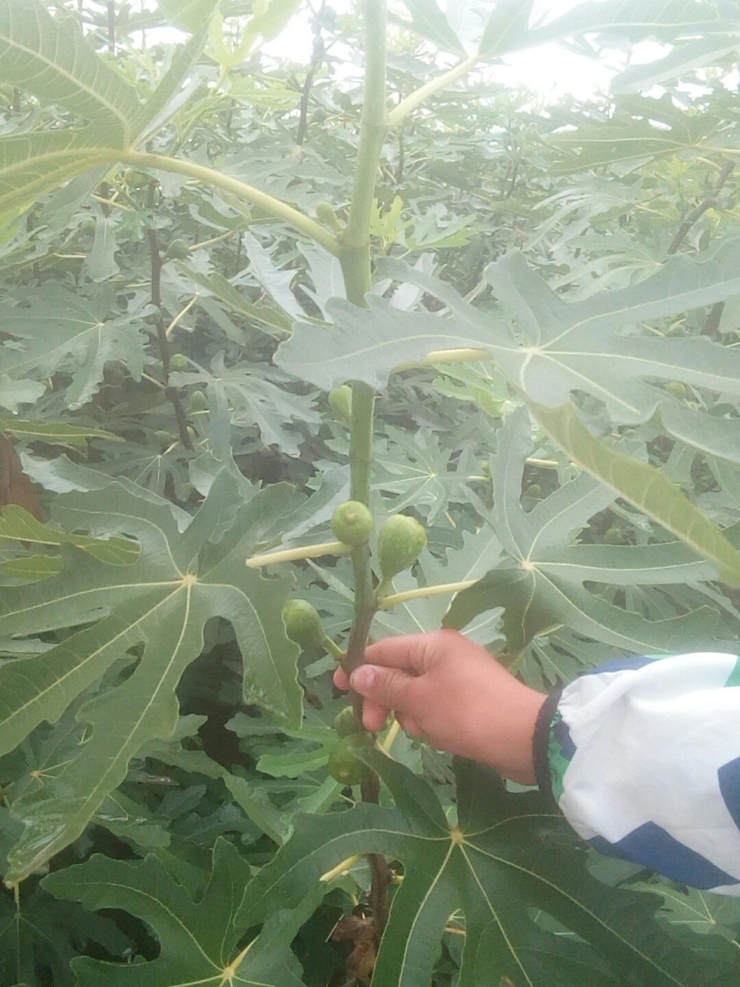 無(wú)花果苗@批發(fā)無(wú)花果苗@無(wú)花果苗多少錢(qián)一棵@批發(fā)銷(xiāo)售無(wú)花果苗@適合南北方種植的無(wú)花果苗