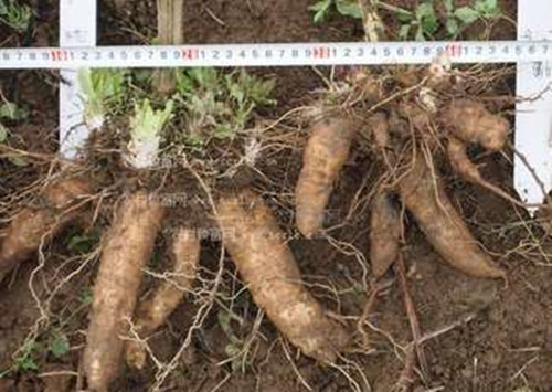 基地直銷改良玄參芽子。白芷種子， 玄參芽子批發(fā)商