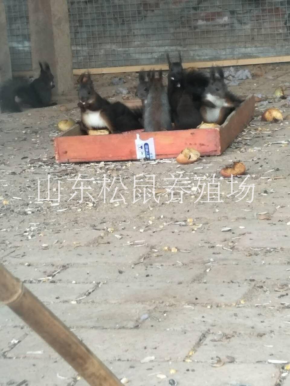 *魔王*價(jià)格哪里有賣*