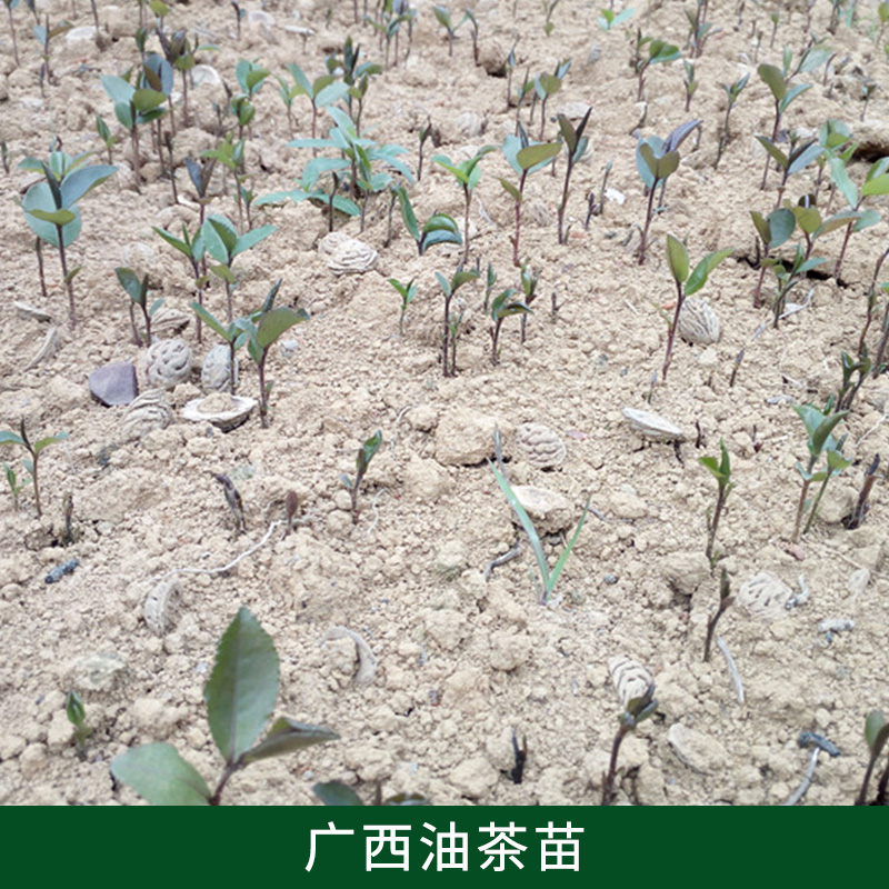 油茶廠家圖片/油茶廠家樣板圖 (4)