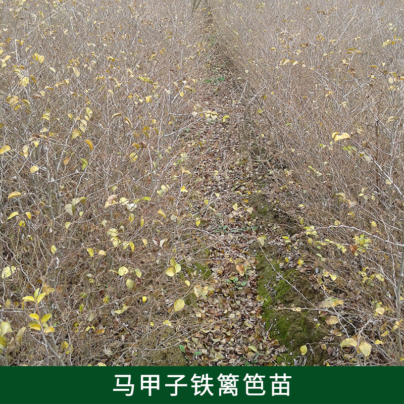 供應(yīng)廣西桂林馬甲子苗/鐵籬笆/鳥不站刺本苗場現(xiàn)在有大量馬甲子鐵籬笆苗出售