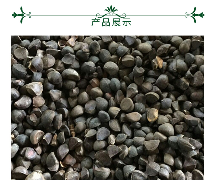 油茶圖片/油茶樣板圖 (4)