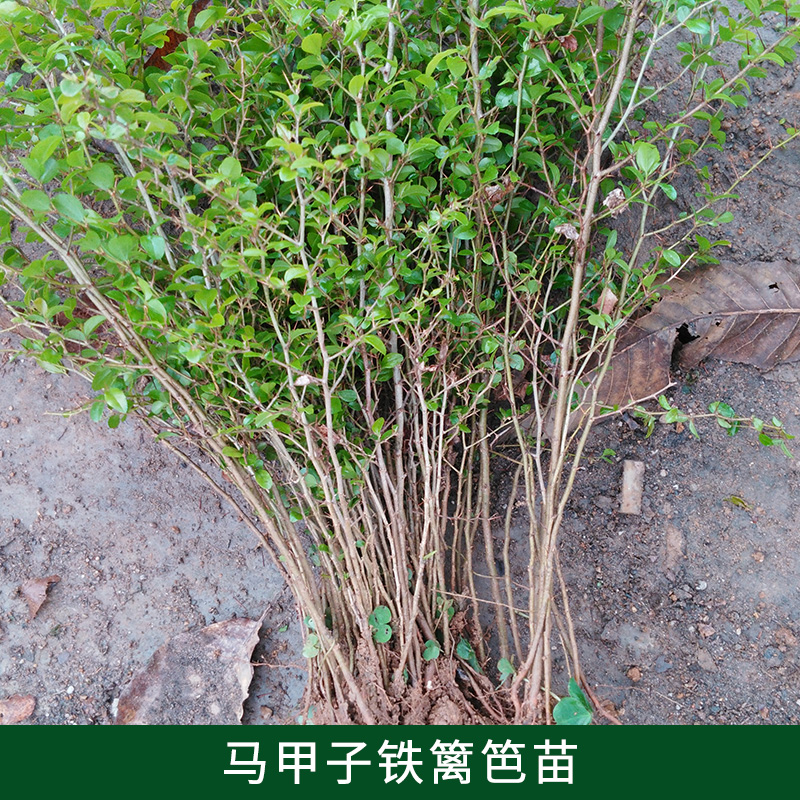 鐵籬笆苗供應(yīng)商圖片/鐵籬笆苗供應(yīng)商樣板圖 (1)