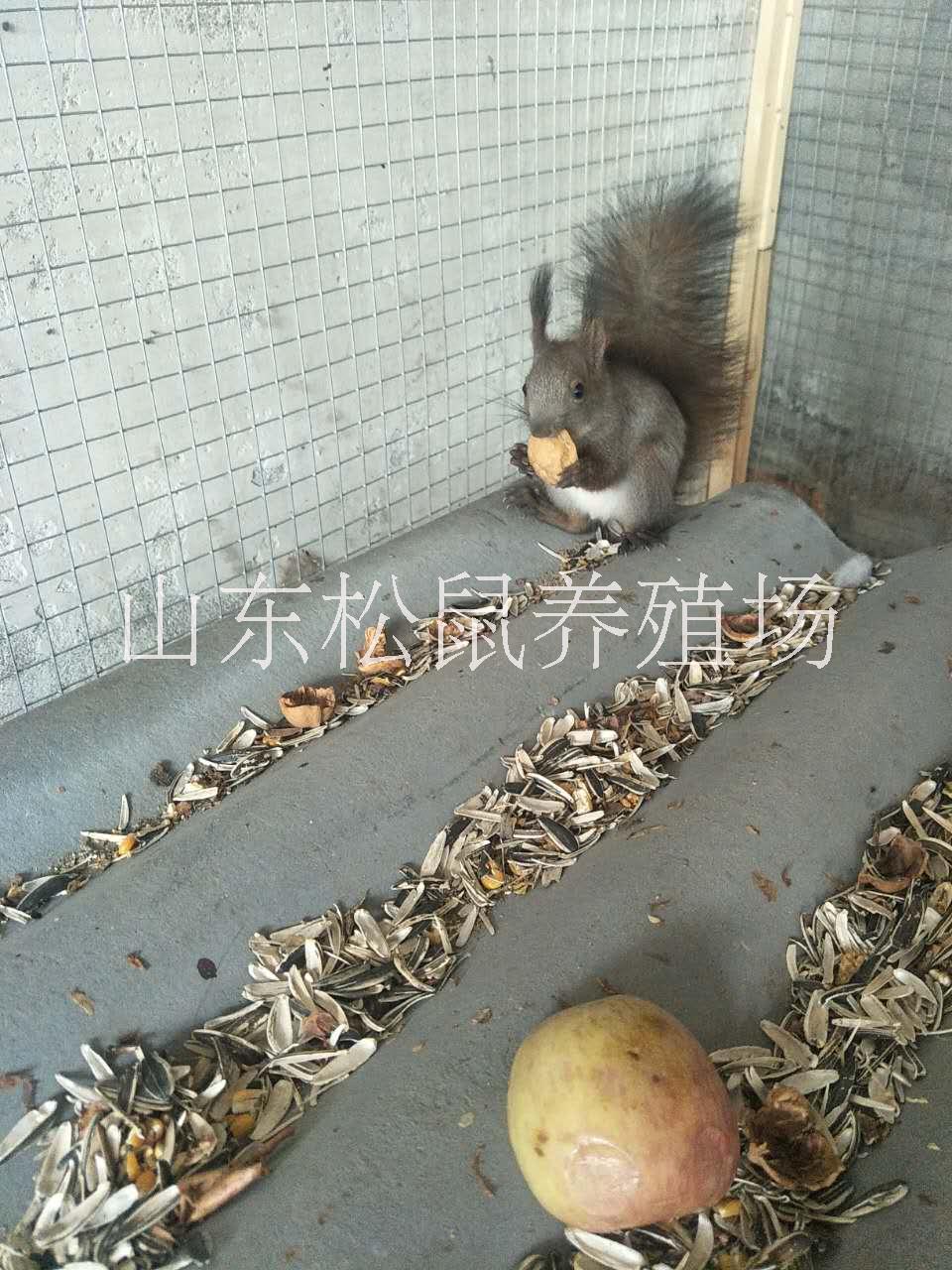 *多少錢(qián)魔王*批發(fā) *養(yǎng)殖哪里有賣魔王*