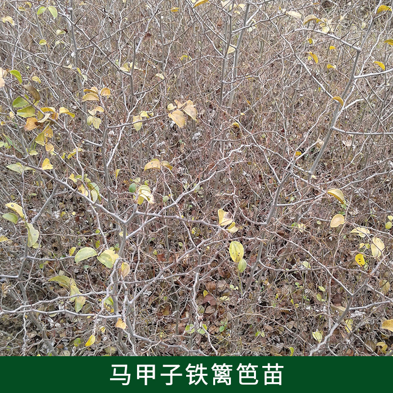 鐵籬笆苗供應(yīng)商圖片/鐵籬笆苗供應(yīng)商樣板圖 (2)