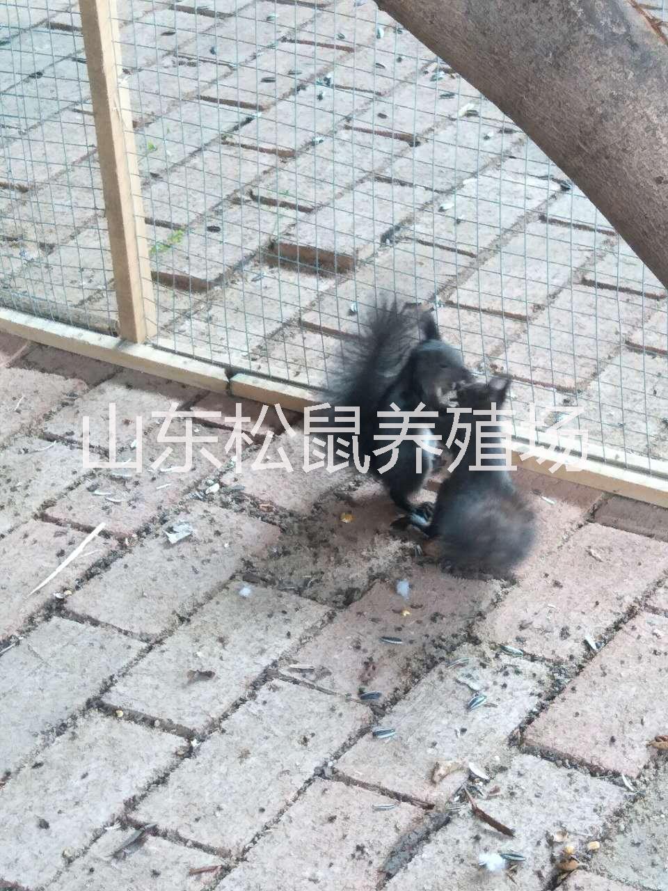 魔王松鼠圖片/魔王松鼠樣板圖 (2)