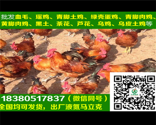 血毛土雞苗圖片