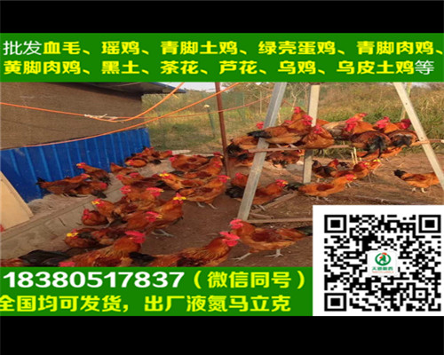 五黑綠殼蛋雞苗圖片/五黑綠殼蛋雞苗樣板圖 (3)