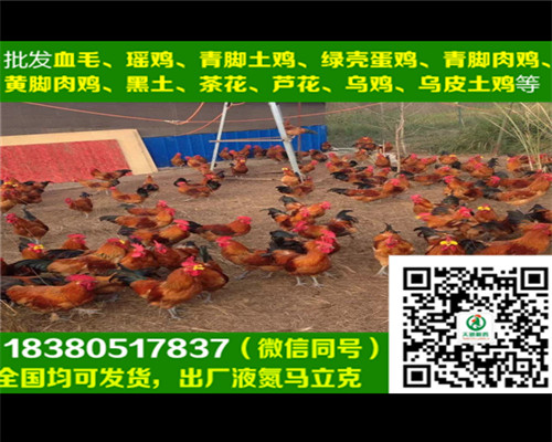 西安血毛土雞苗圖片