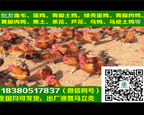 麻羽綠殼蛋雞苗圖片/麻羽綠殼蛋雞苗樣板圖 (3)