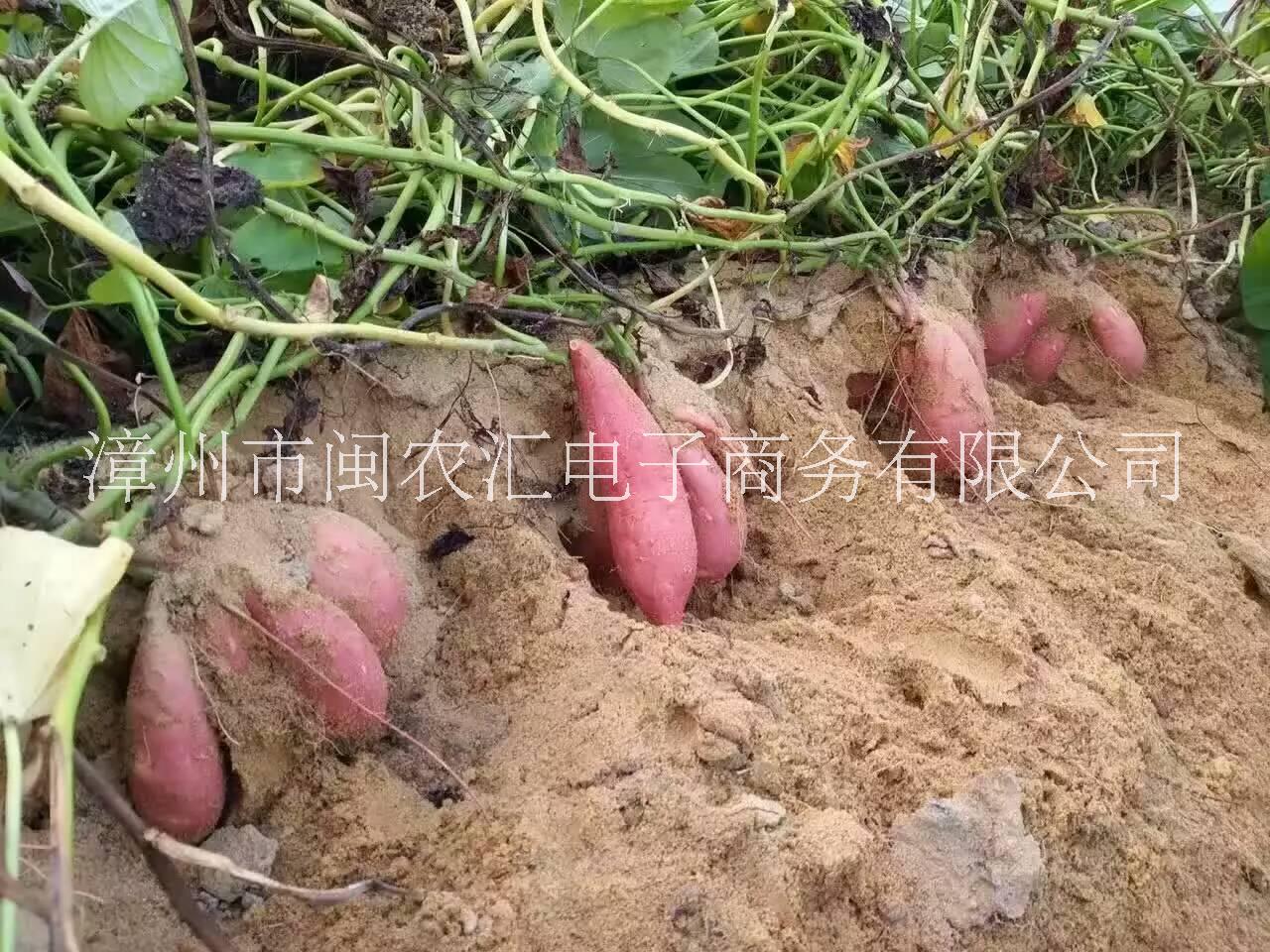 紅心地瓜圖片/紅心地瓜樣板圖 (4)