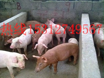 長白仔豬降價(jià)了抓緊補(bǔ)欄友誼提醒