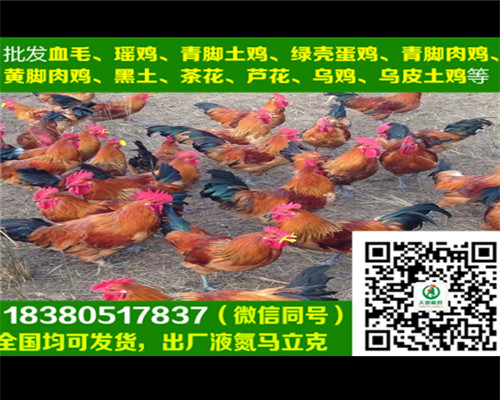 包頭快大烏雞苗養(yǎng)殖基地，快大烏雞苗飼養(yǎng)