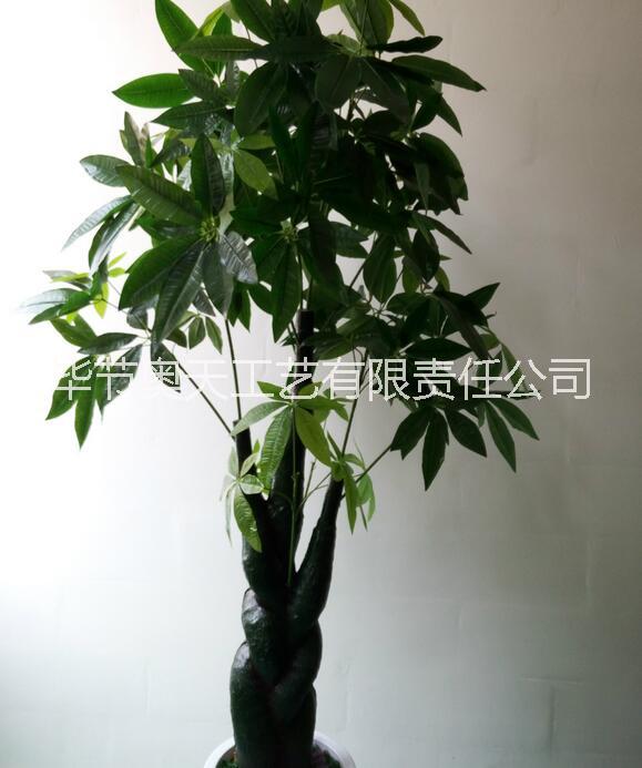 古龍手感發(fā)財(cái)樹圖片/古龍手感發(fā)財(cái)樹樣板圖 (2)