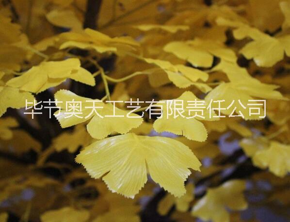 銀杏樹圖片/銀杏樹樣板圖 (2)