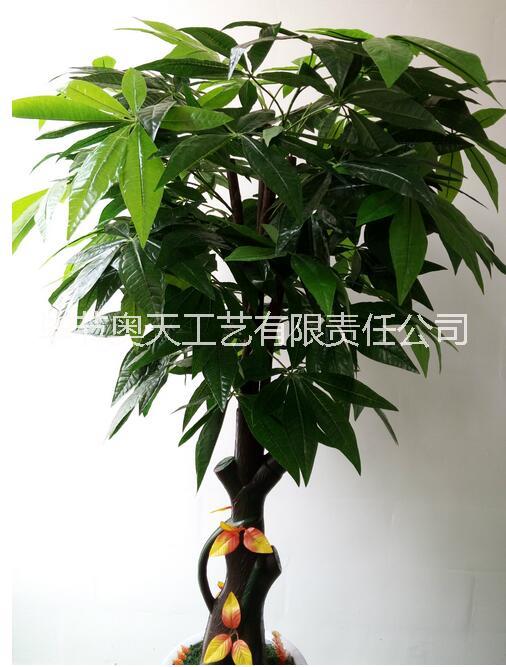 古龍手感發(fā)財(cái)樹圖片/古龍手感發(fā)財(cái)樹樣板圖 (1)
