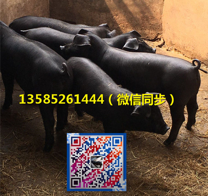 蘇太母豬價(jià)格圖片