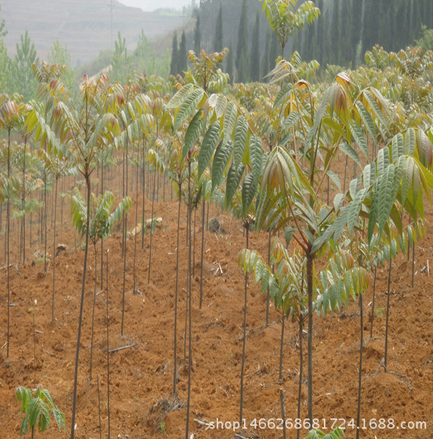 山東紅油香椿樹批發(fā)圖片