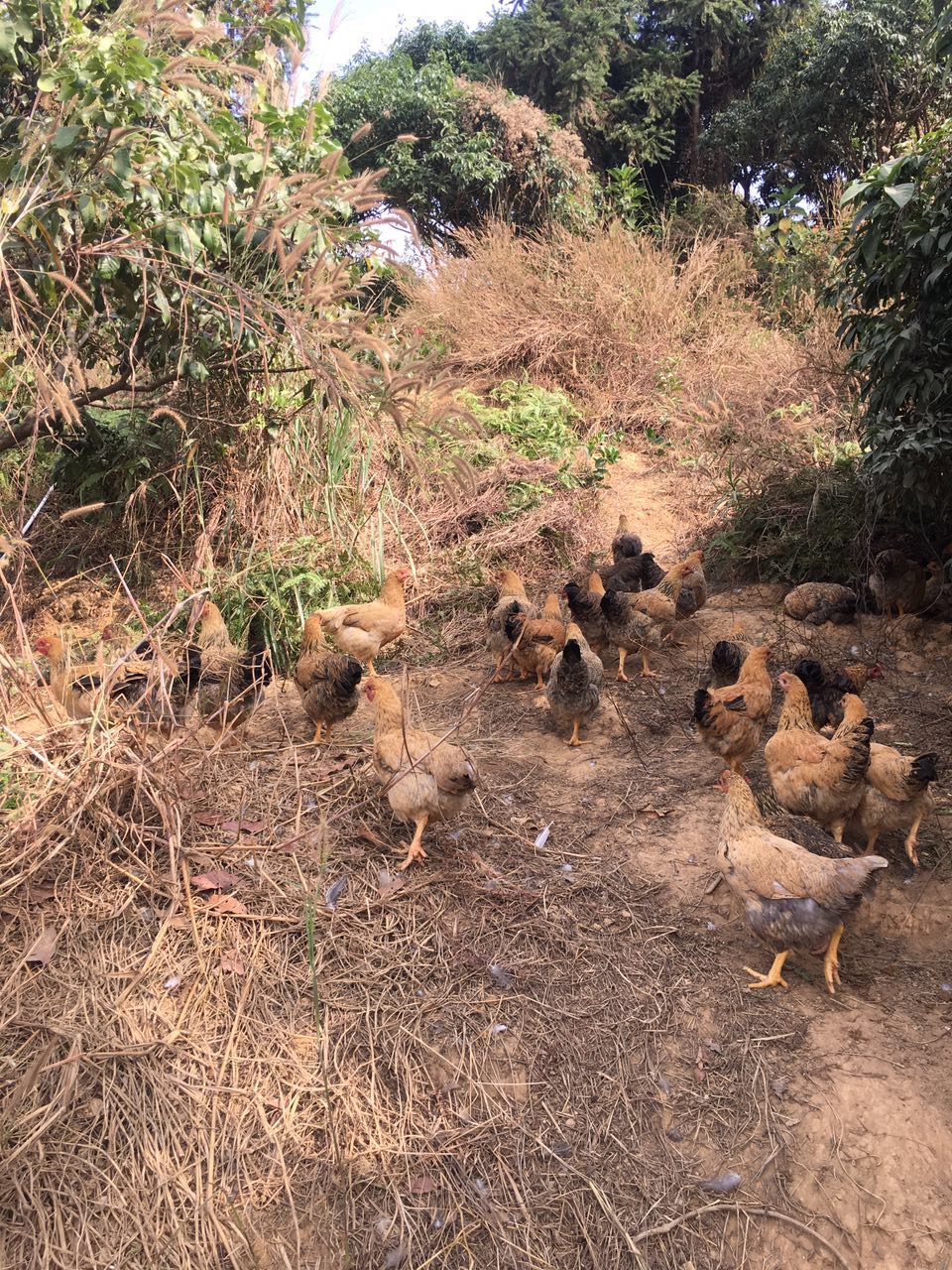 農(nóng)家走地雞圖片