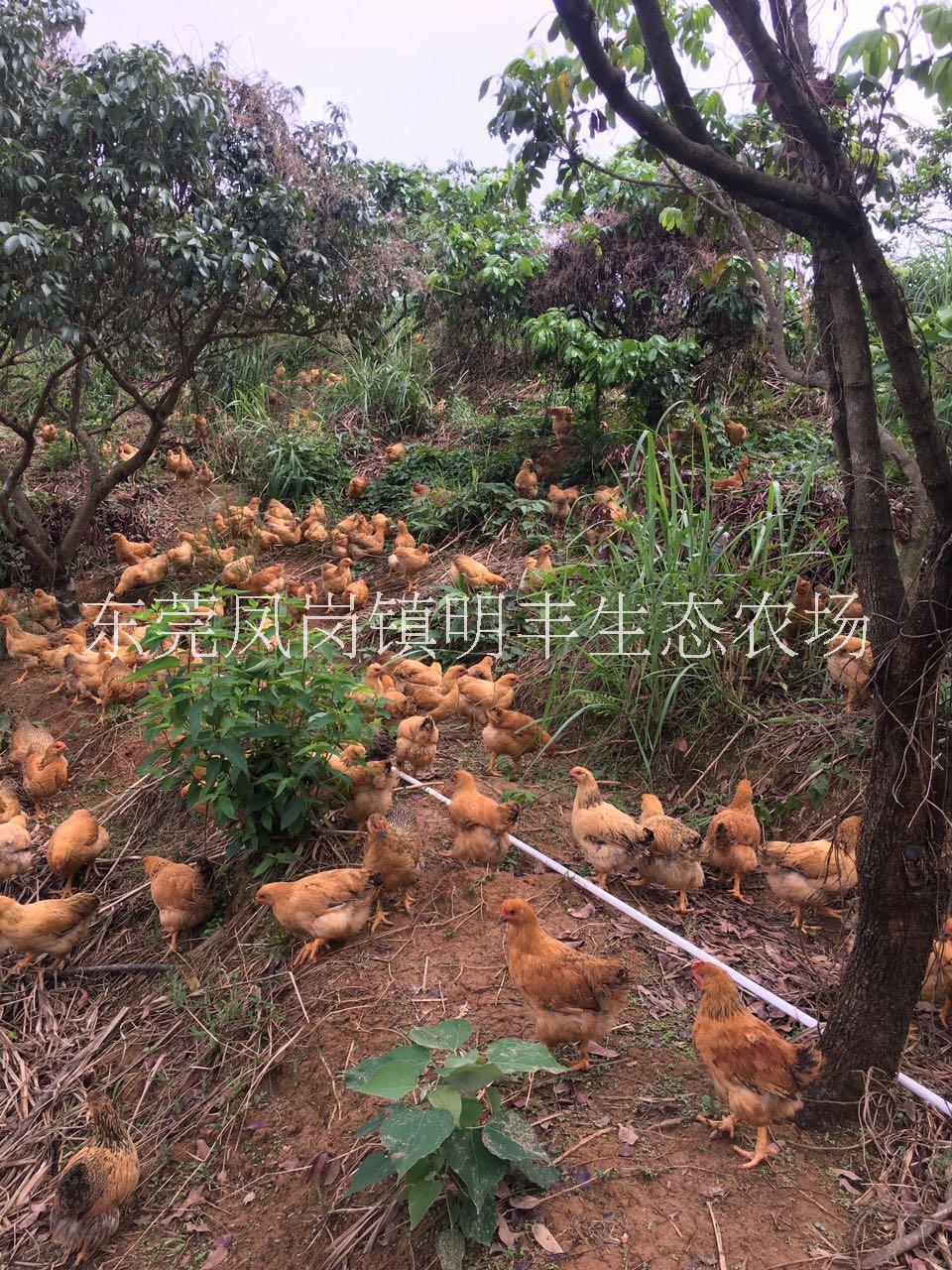 農家散養(yǎng)月子雞圖片/農家散養(yǎng)月子雞樣板圖 (2)