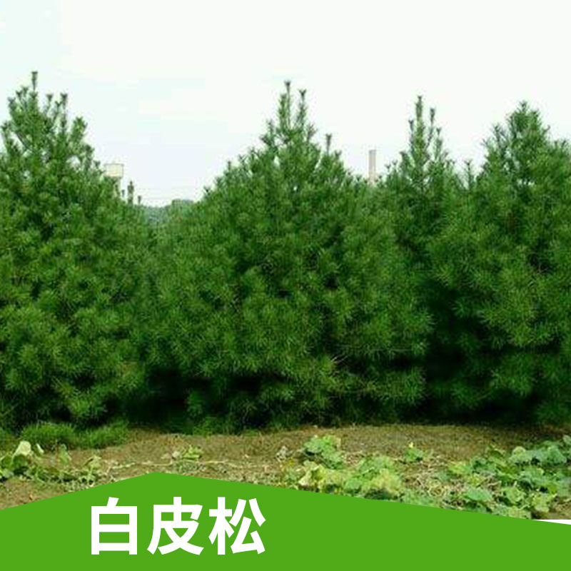 白皮松苗圖片/白皮松苗樣板圖 (1)