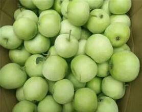 山東遼伏蘋果批發(fā)價格圖片