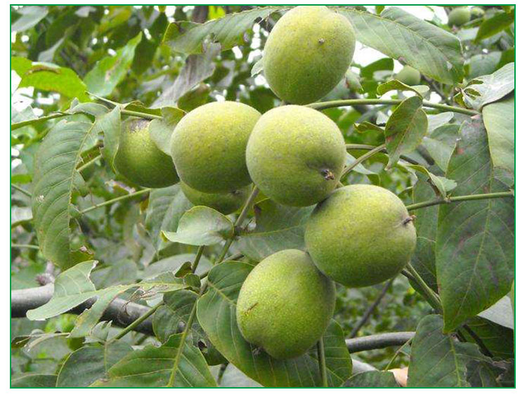 山西薄皮核桃種植技術(shù)|山西核桃種植技術(shù)|山西薄皮核桃種植技術(shù)