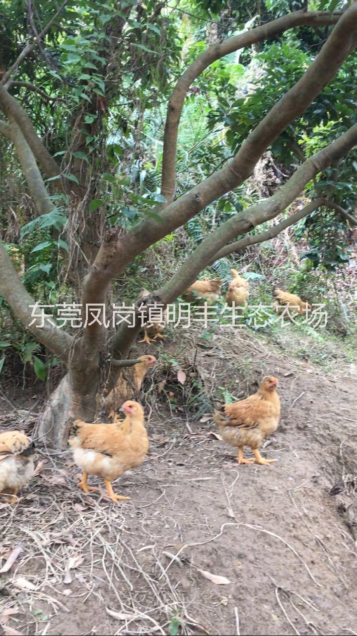農(nóng)村散養(yǎng)雞圖片/農(nóng)村散養(yǎng)雞樣板圖 (3)