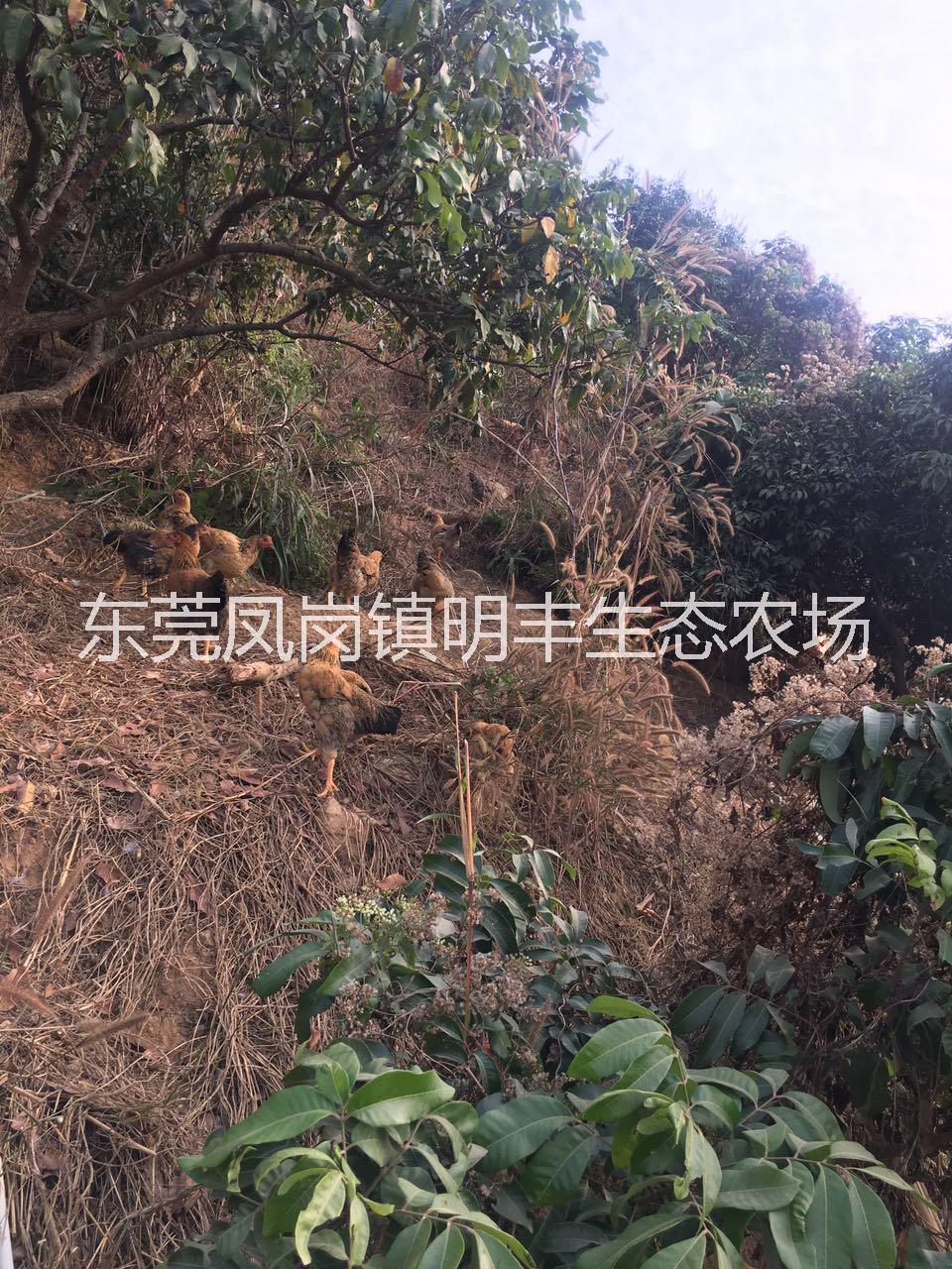 大量批發(fā)農(nóng)家雞圖片