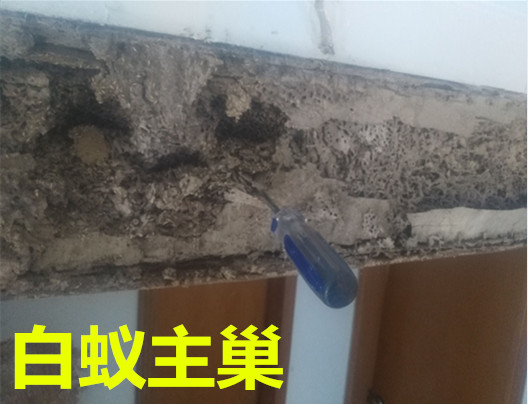 樟木頭白蟻防治公司圖片
