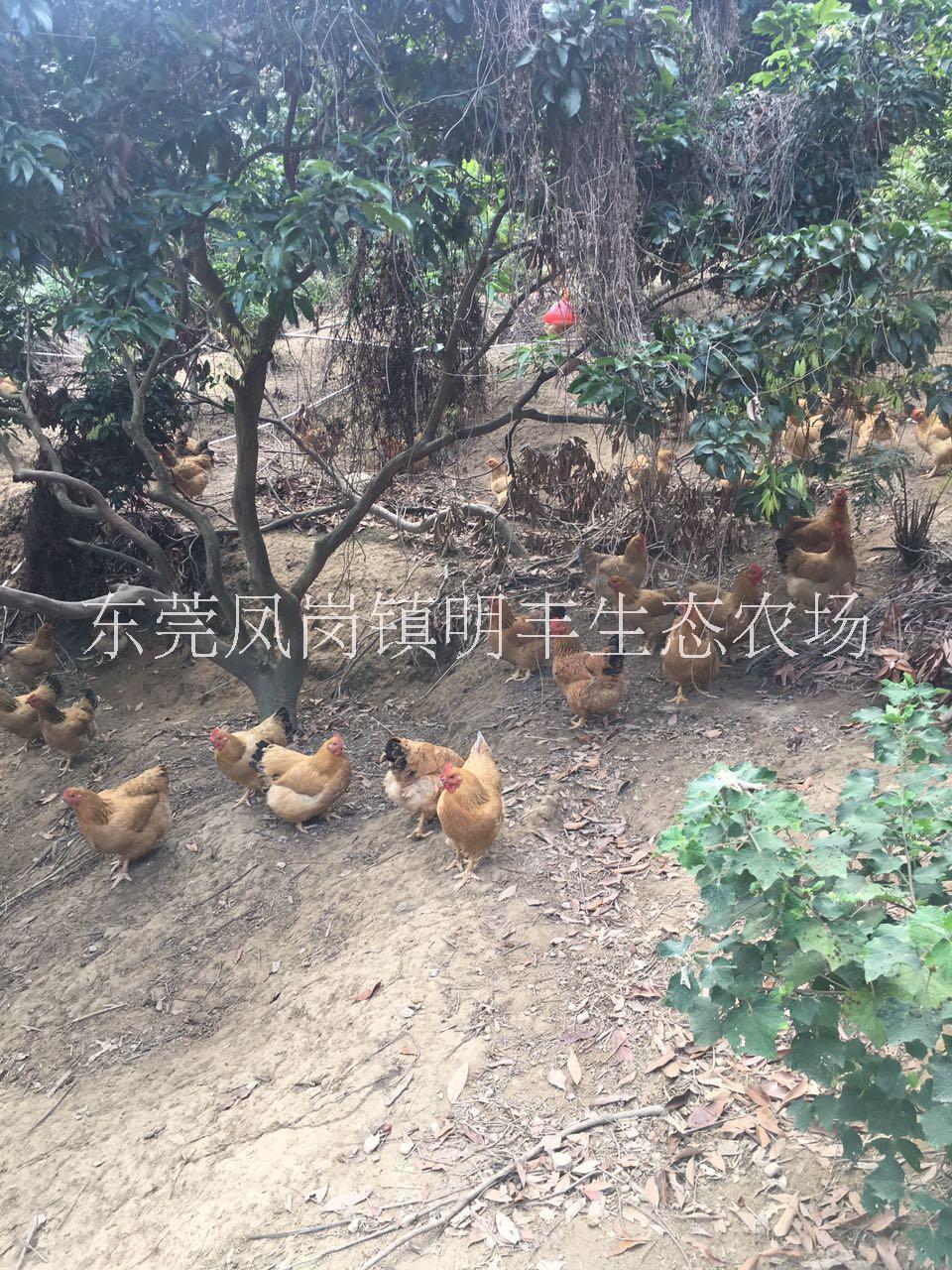 大公雞圖片/大公雞樣板圖 (4)