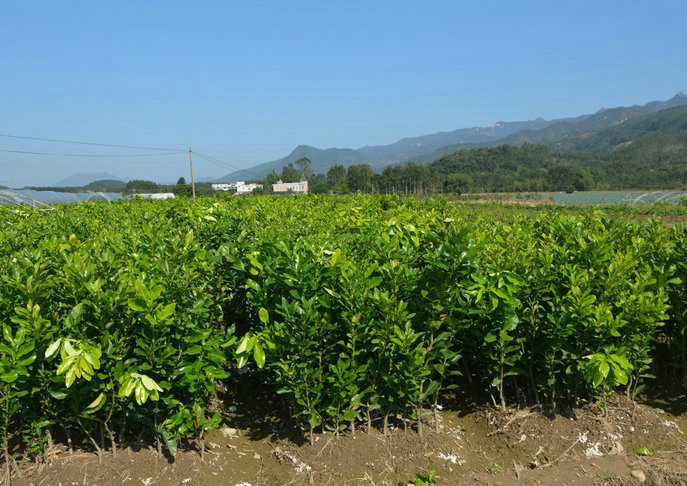 江西三红蜜柚苗种植园 江西三红蜜柚苗基地直供 江西三红蜜柚苗批发