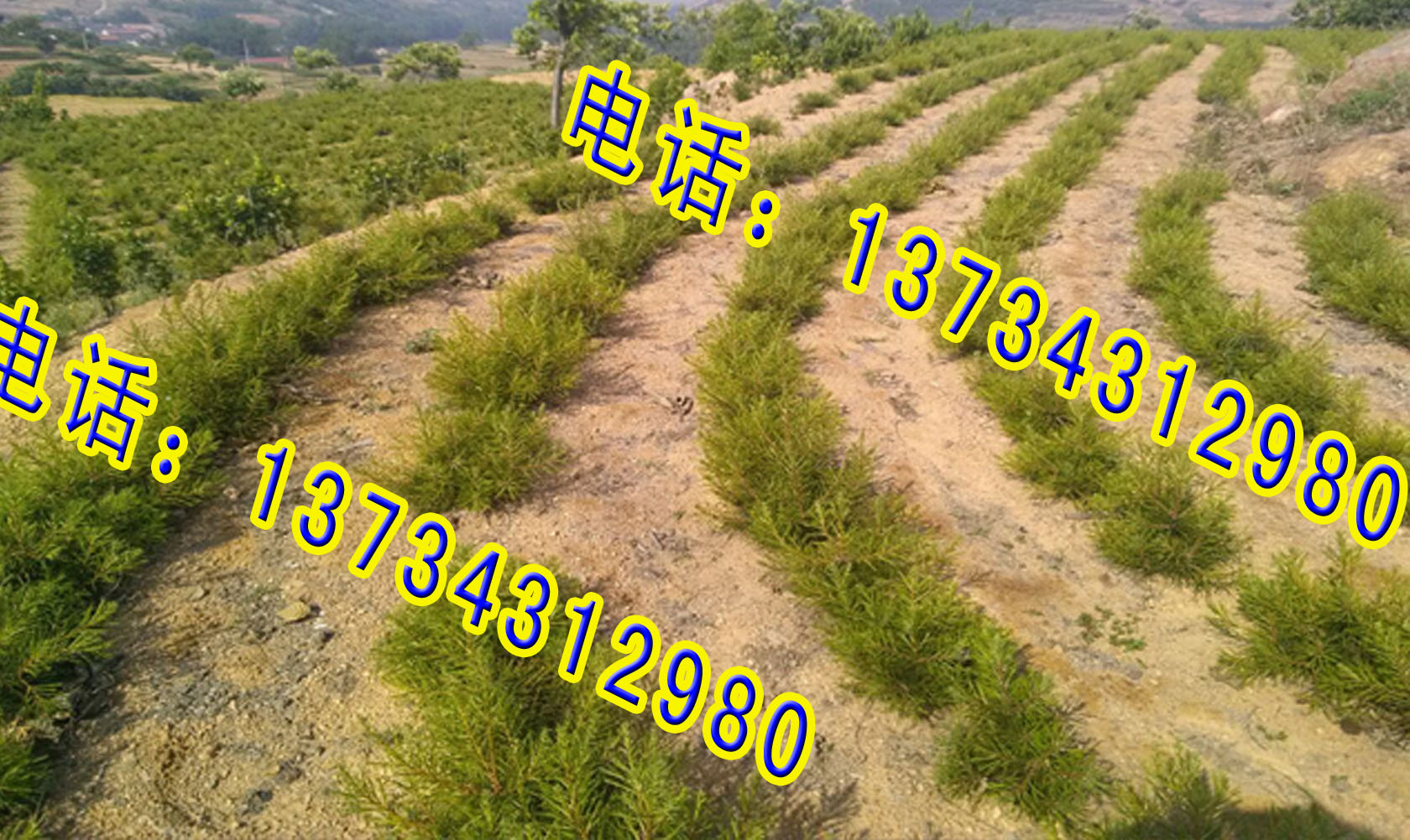 山東白皮松小苗出售優(yōu)惠價(jià)格 一級(jí)白皮松 占地白皮松小苗出售