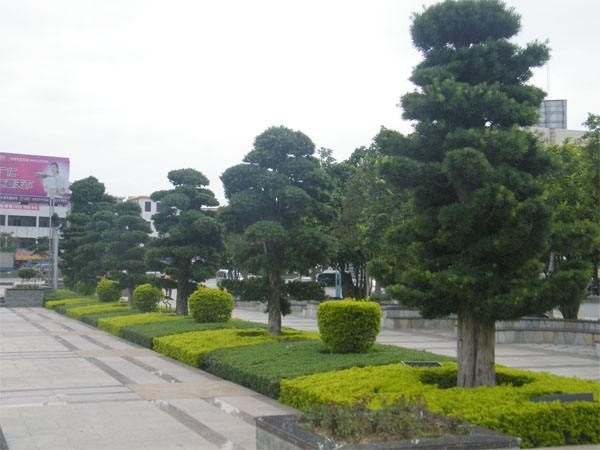道路綠化圖片/道路綠化樣板圖 (4)