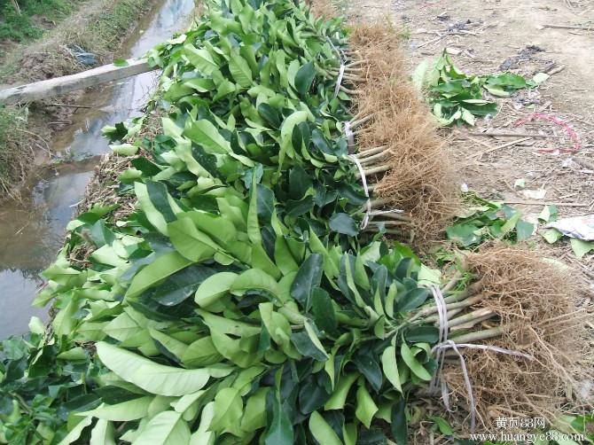 湖南三紅蜜柚苗多少錢一棵，三紅蜜柚苗直銷報價，三紅蜜柚苗種植園