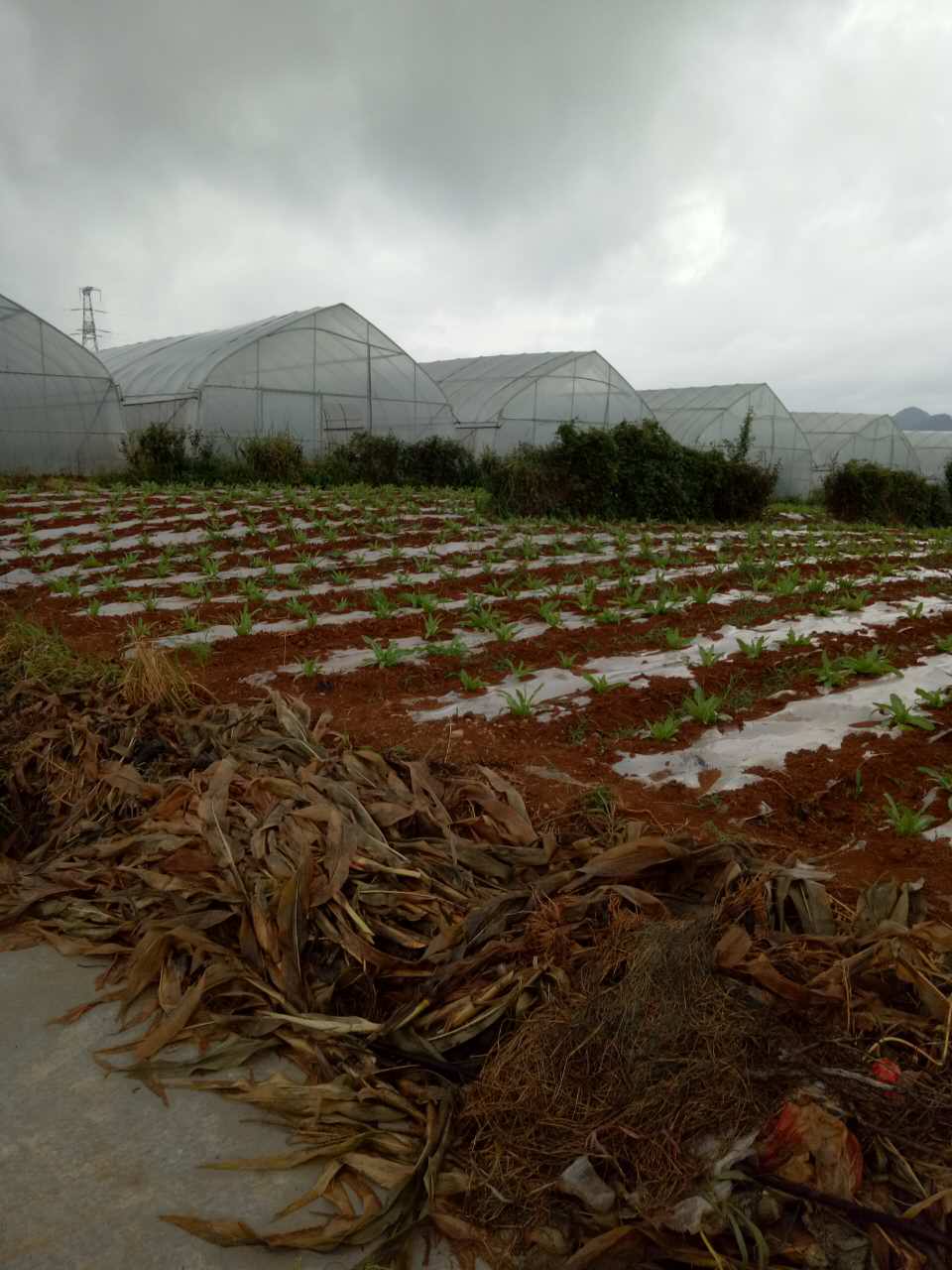貴州市山藥種植  山藥批發(fā)銷售