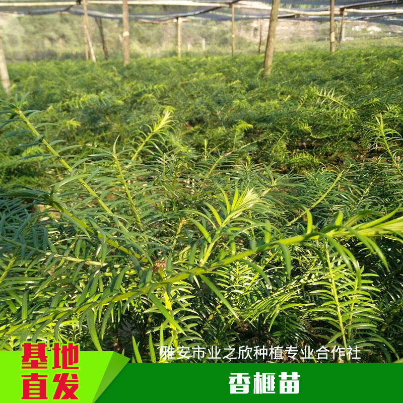 香榧苗圖片/香榧苗樣板圖 (2)