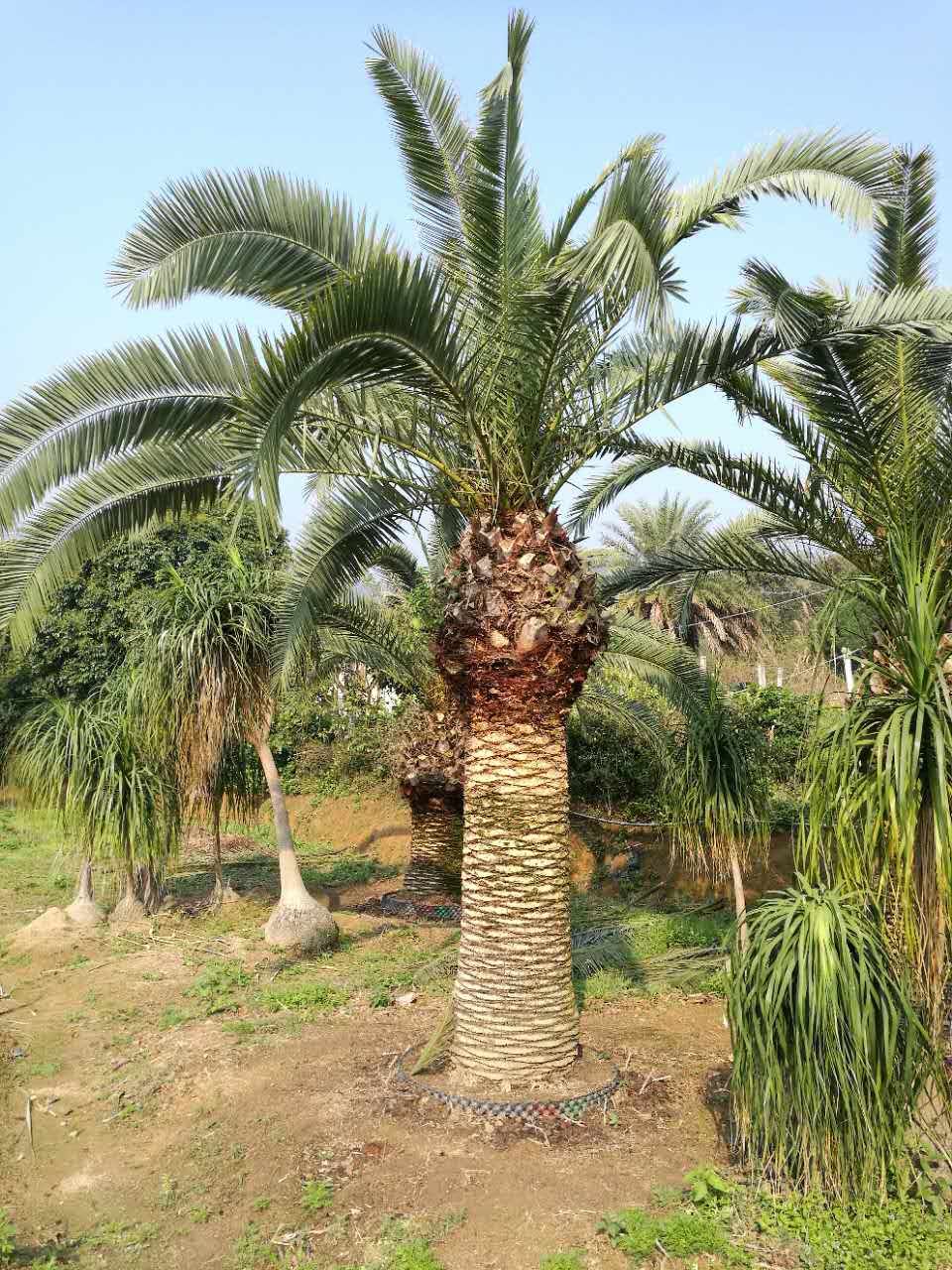 加拿利海棗圖片/加拿利海棗樣板圖 (2)