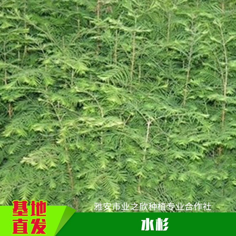 雅安业之欣种植基地直销植物活化石水杉1到3年生树苗/水杉绿化树图片