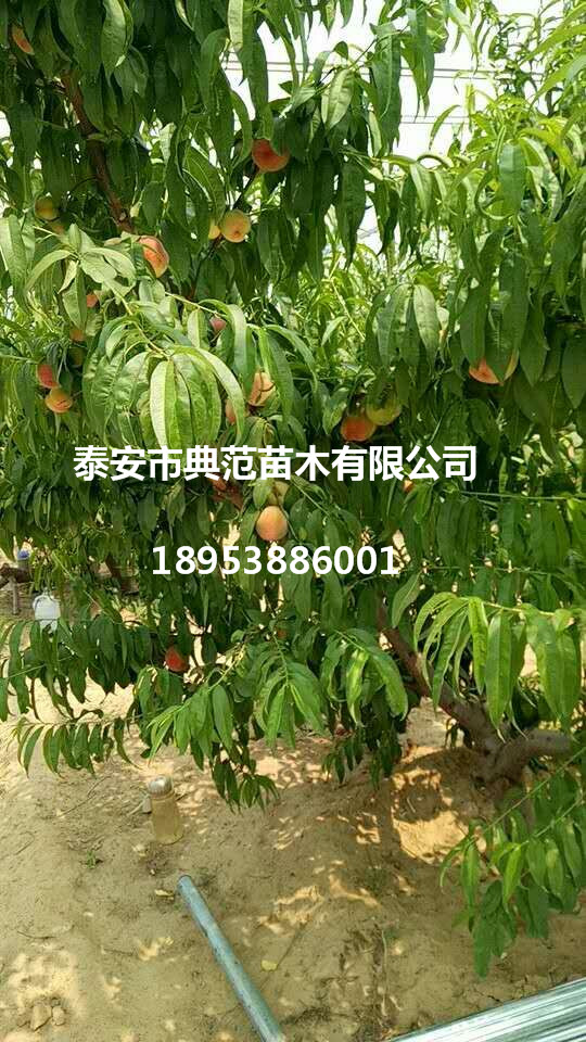 桃樹苗圖片/桃樹苗樣板圖 (4)